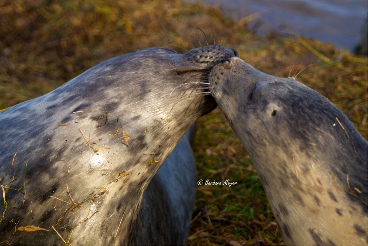 Seal Photography at Donna Nook