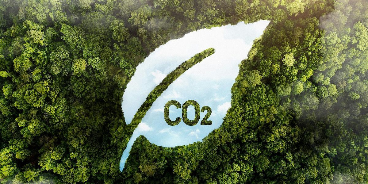 Les plantes dans un environnement \u00e0 fort CO2 : contraintes et opportunit\u00e9s
