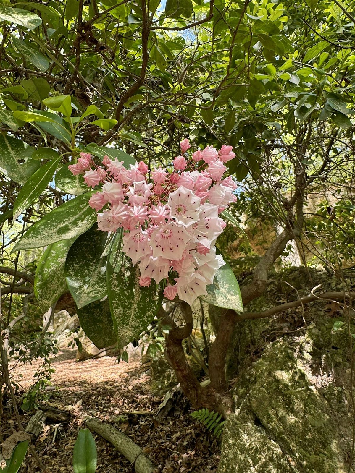Hikes with a Naturalist - Peachtree Rock Heritage Preserve