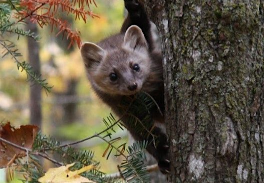Remembrance of Lost Species
