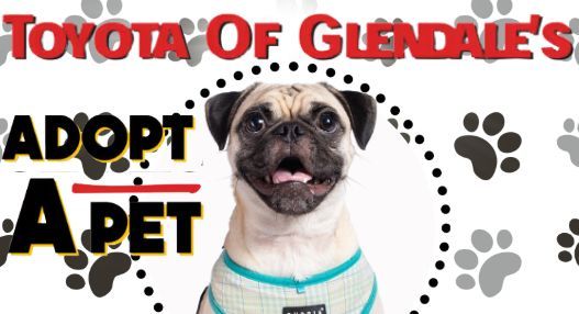 Glendale Toyota Adoption Event