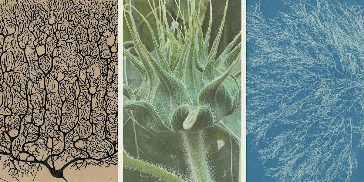 Seeing with Wonder: Accessing States of Awe and Creative Expansion