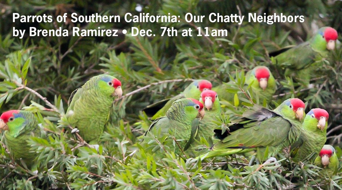 Parrots of Southern California: Our Chatty Neighbors by Brenda Ramirez