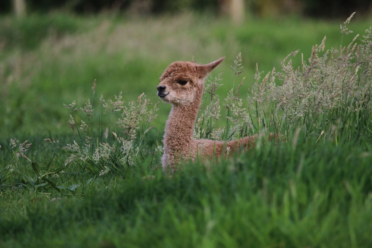 Alpaca Najaarsshow Merelbeke (B)