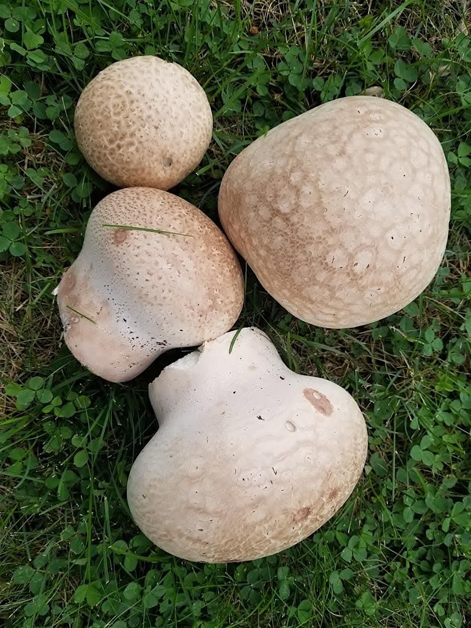 Chicago, Lincoln Park: Eat the Parks Foraging Walk