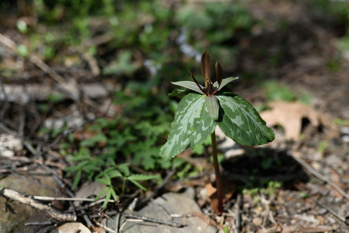 Wildflower Walk: Spring Ephemerals