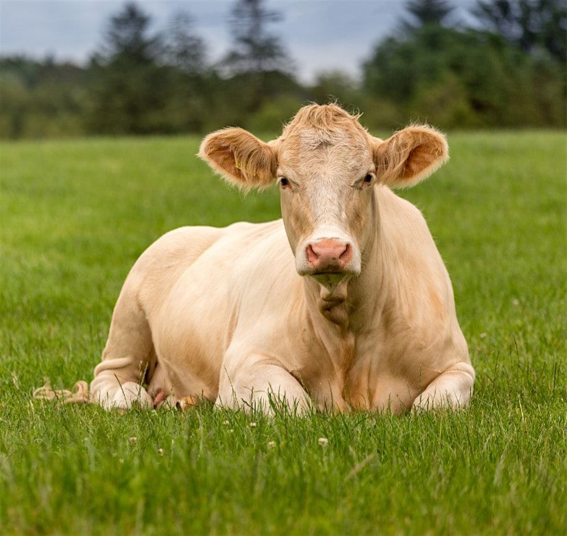Beef Cattle Producer Meeting