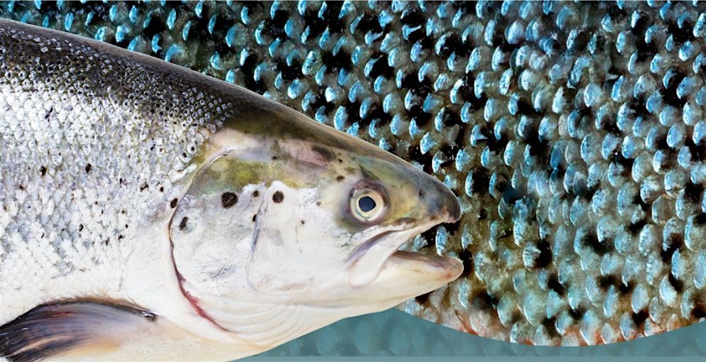 Fish Tales & Scales: Celebrating the Lives of Salmonids through Art