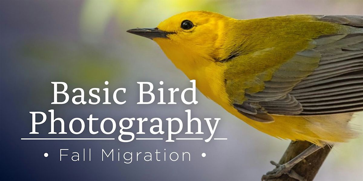 Basic Bird Photography - Fall Migration
