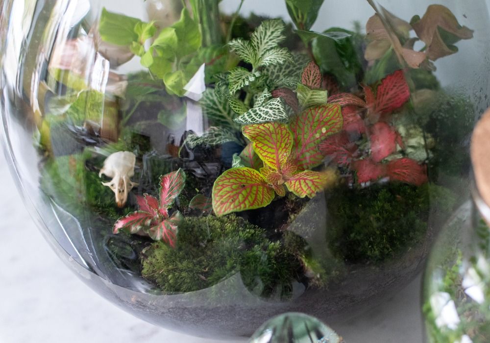 Tiny Landscape-Terrarium Workshop