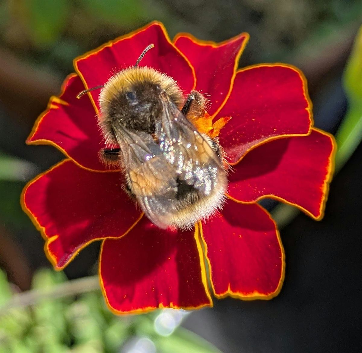 Clerkenwell Pollinator Path: Survey Results, Recommendations & Next Steps