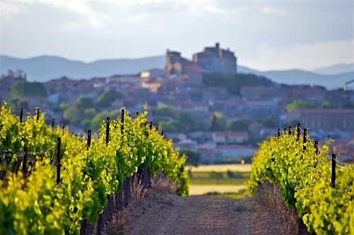 GUIDED WINE TASTING  LANGUEDOC