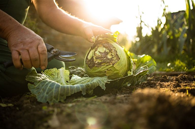 Putting your Garden to Bed  9\/7\/2025 at 4:00pm at Cheyenne Arapaho Park