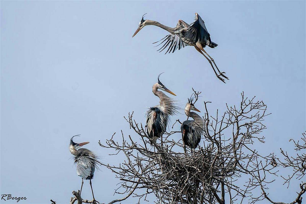 Heron Rookery & Hungry Birds at Kensington