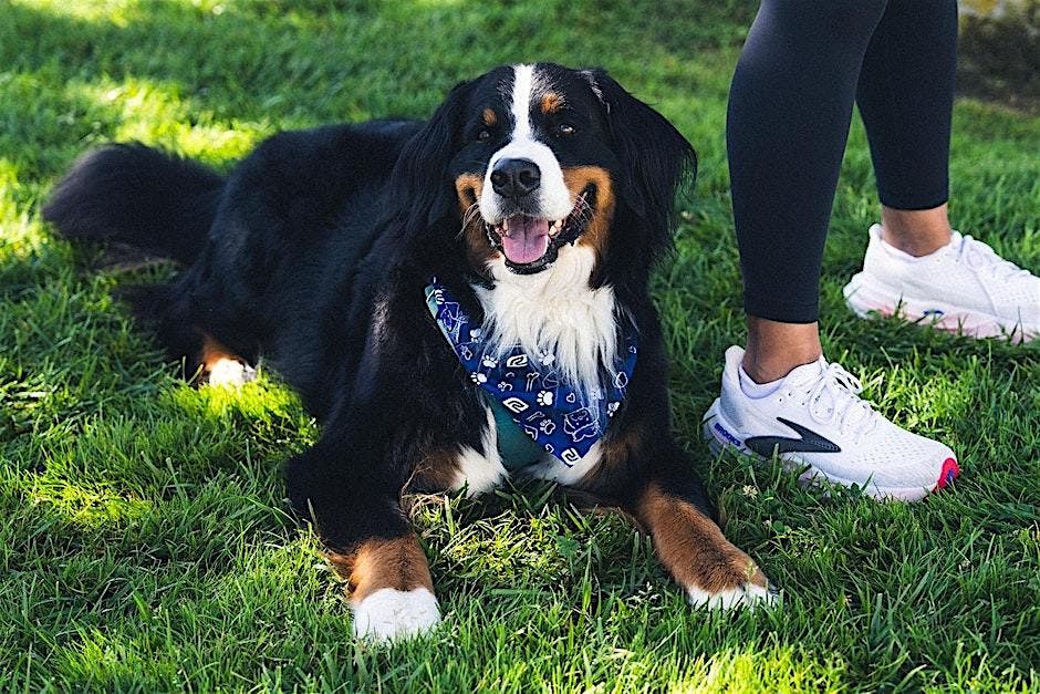 National Dog Day Walk with Oregon Humane Society
