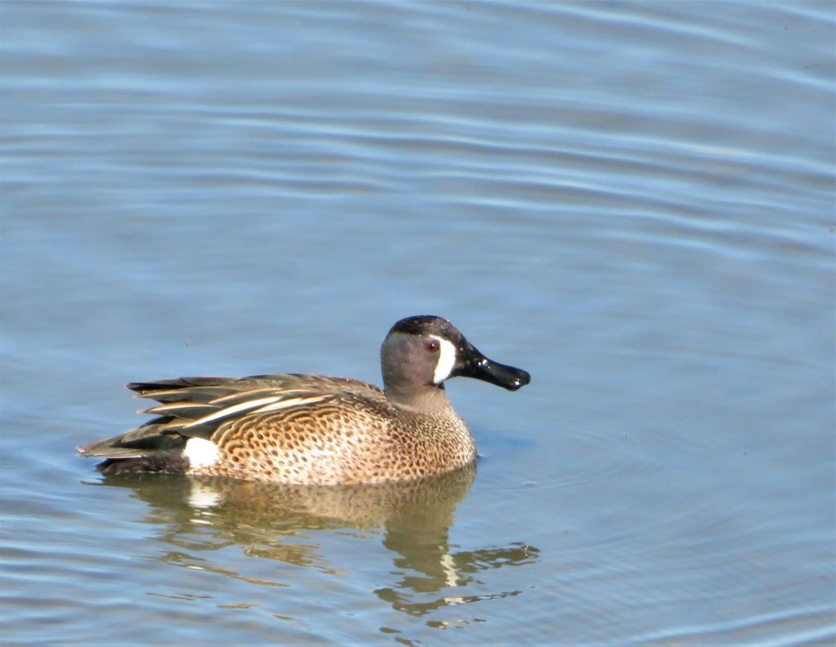 Birding Bridgeway Island Pond, West Sacramento