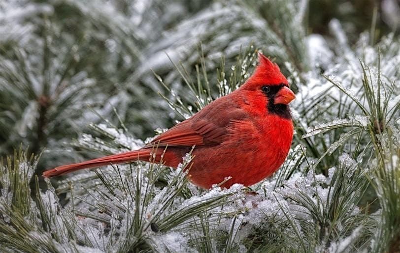 Winter Survival Tips