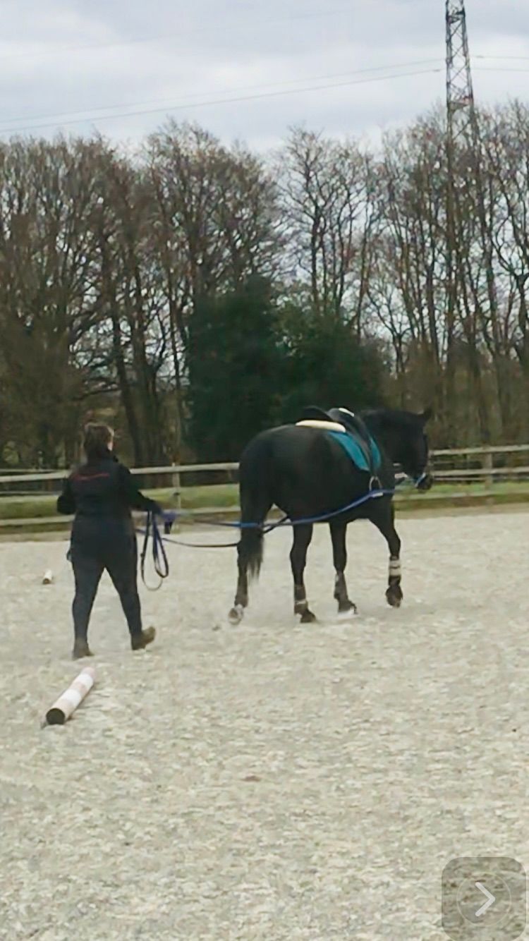 Long Reining & Lungeing Clinic FULL 