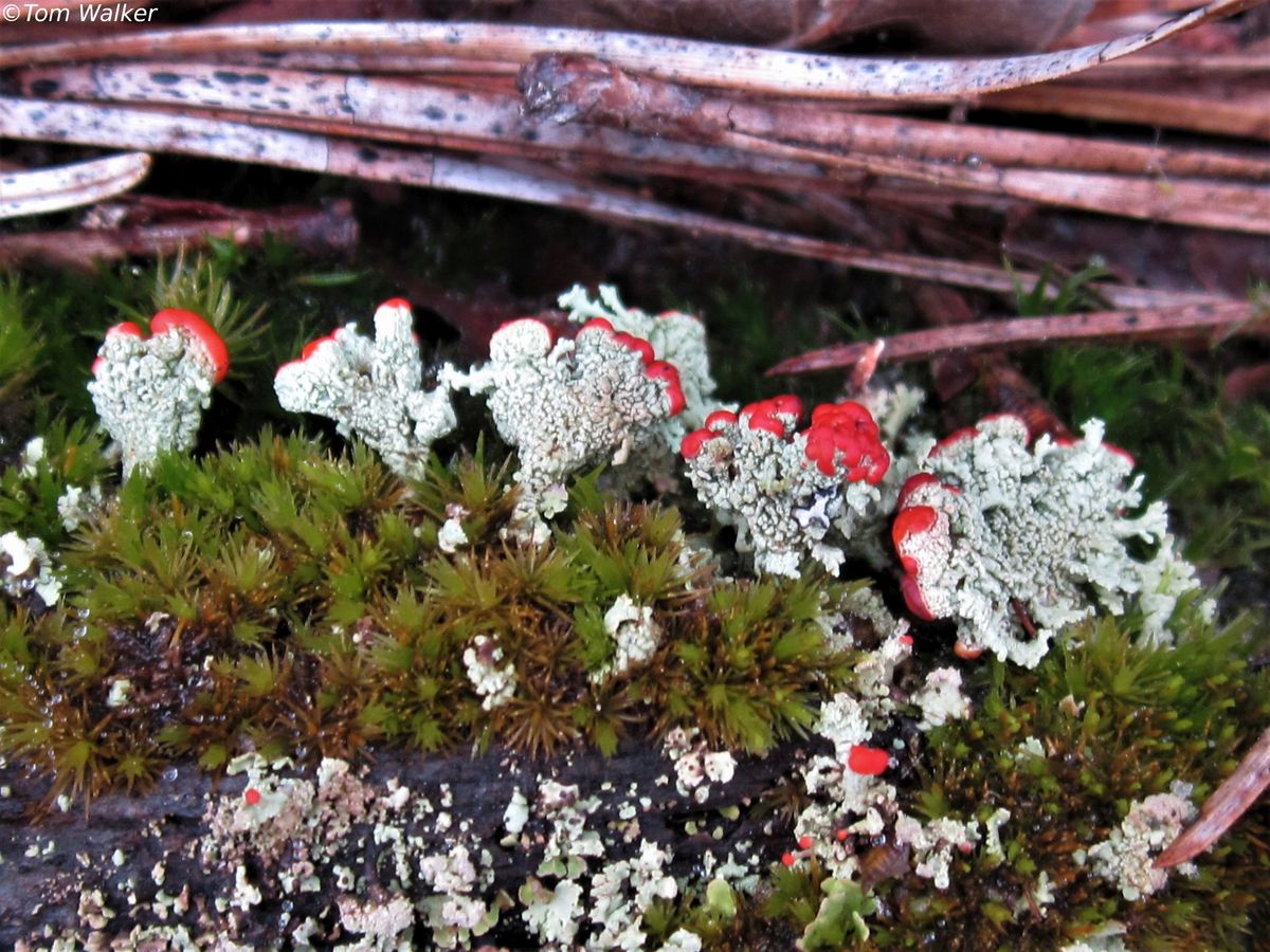 Nature Walk - Holiday Lichen Walk