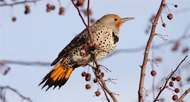 Boulder Open Space Presents: Birding Boulder County Through the Seasons