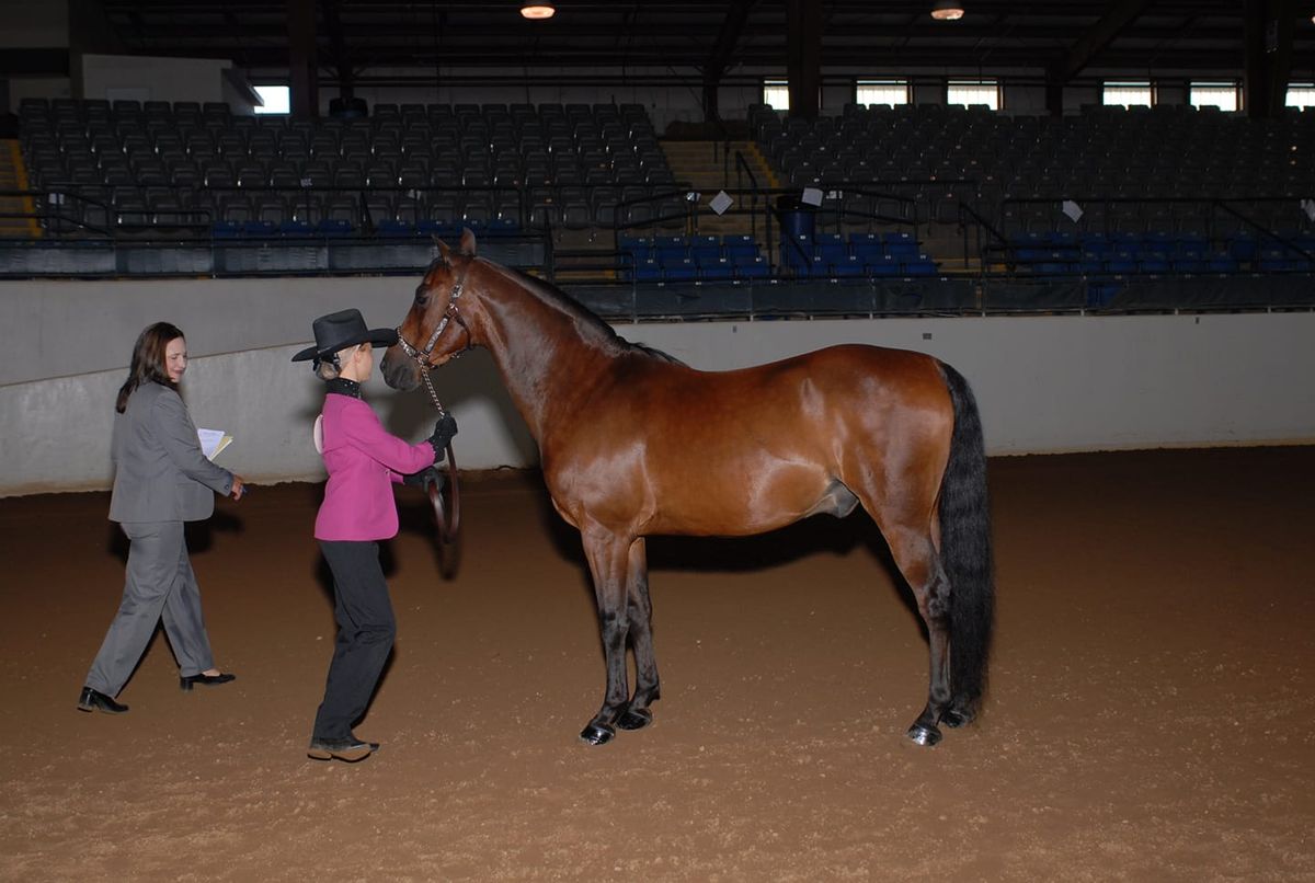 In-Hand Showmanship and Obstacles 