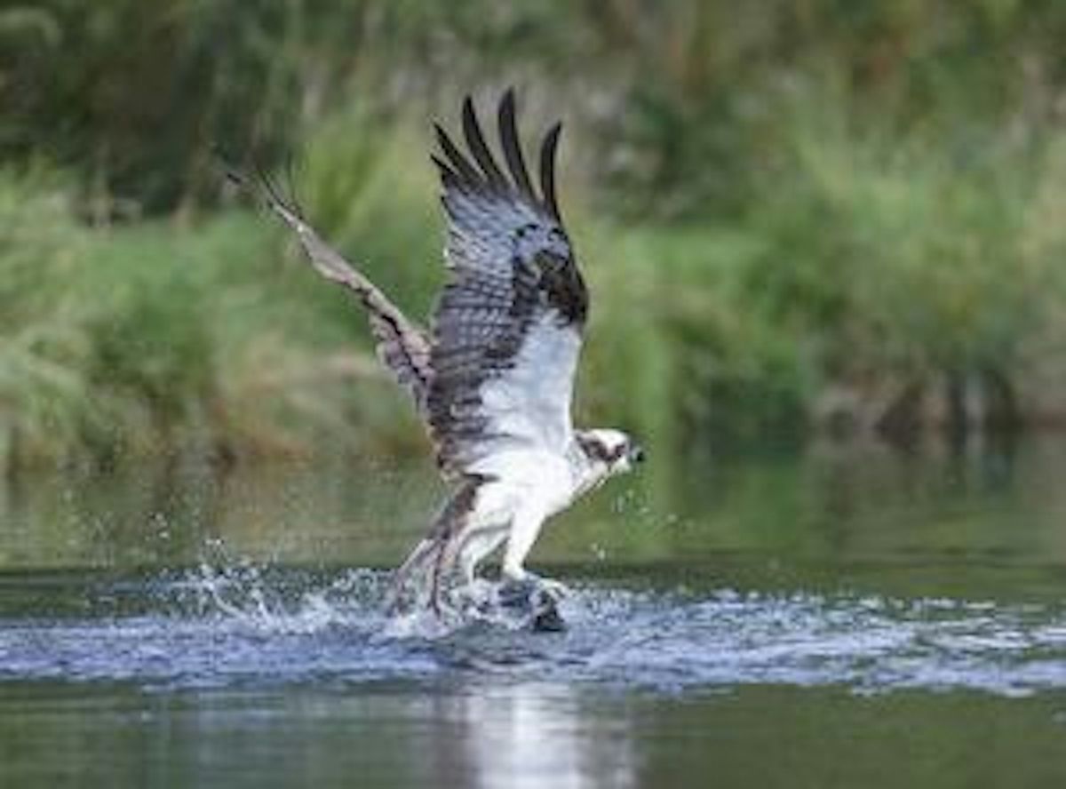 Members Osprey Experience at Lyndon Nature Reserve