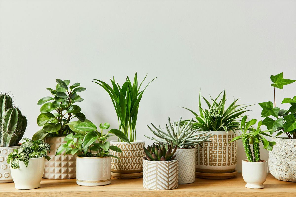 Houseplant Essentials - Watertown
