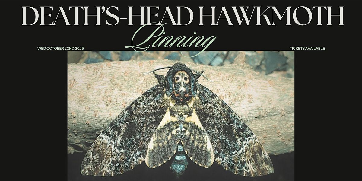 Death's-Head HawkMoth Pinning Workshop