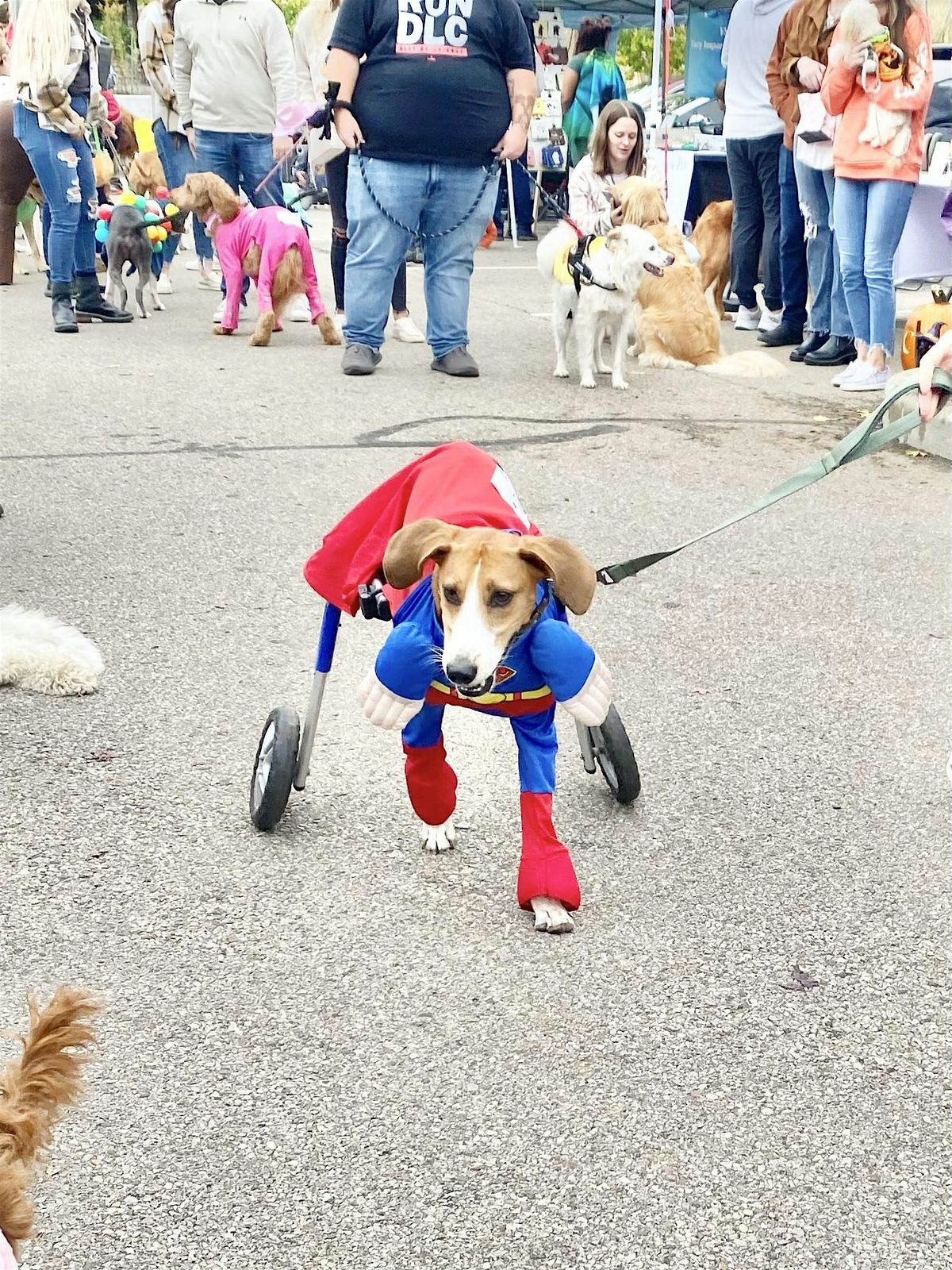 Bark or Treat