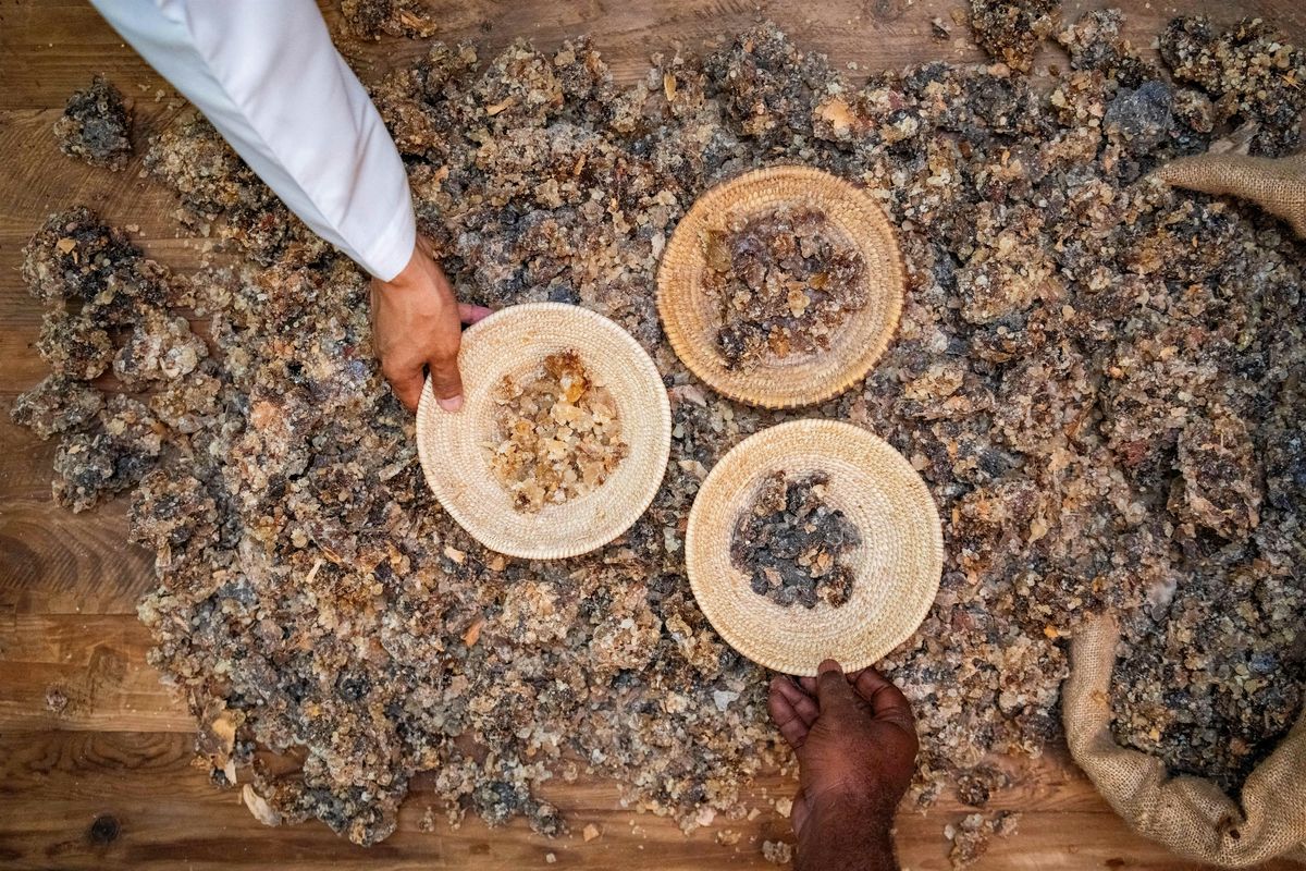 The Scent of Time: Omani Frankincense from Antiquity to Innovation
