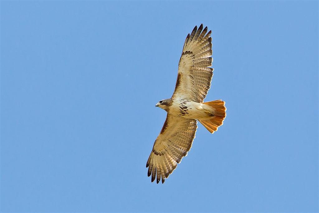 NJ Audubon: Sunday Afternoon Bird Walk