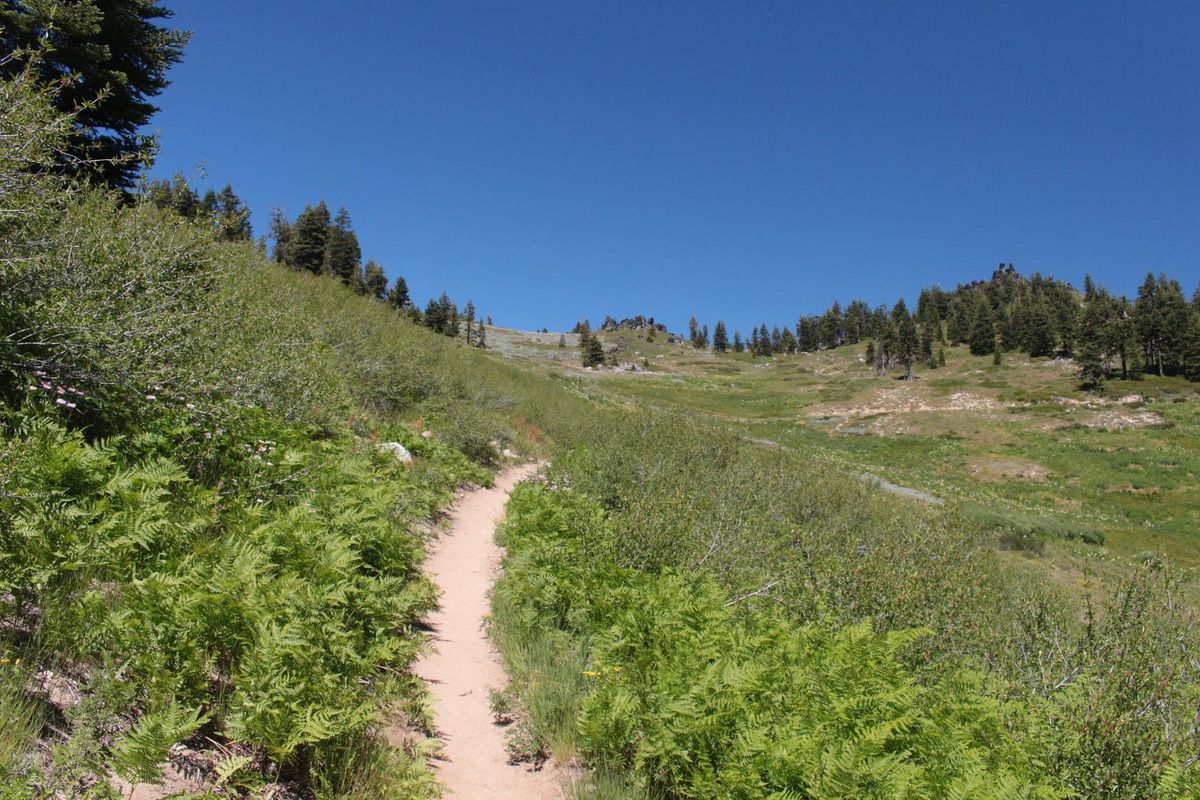 Hike: Mount Ashland