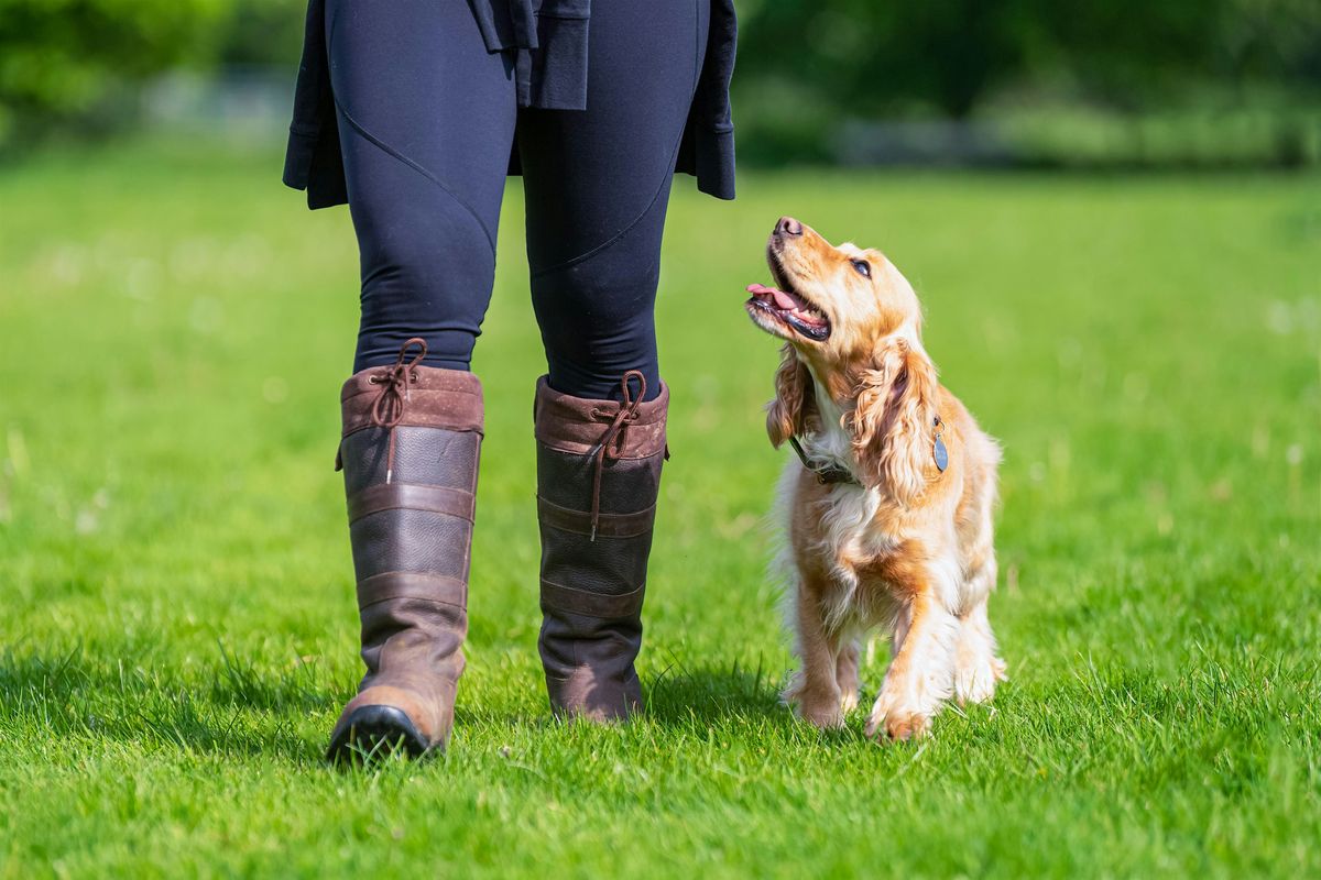 Professional Dog Walking: Reactivity & Beyond