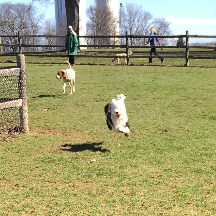 Walk with Lucky -  Waveney Park New Canaan CT