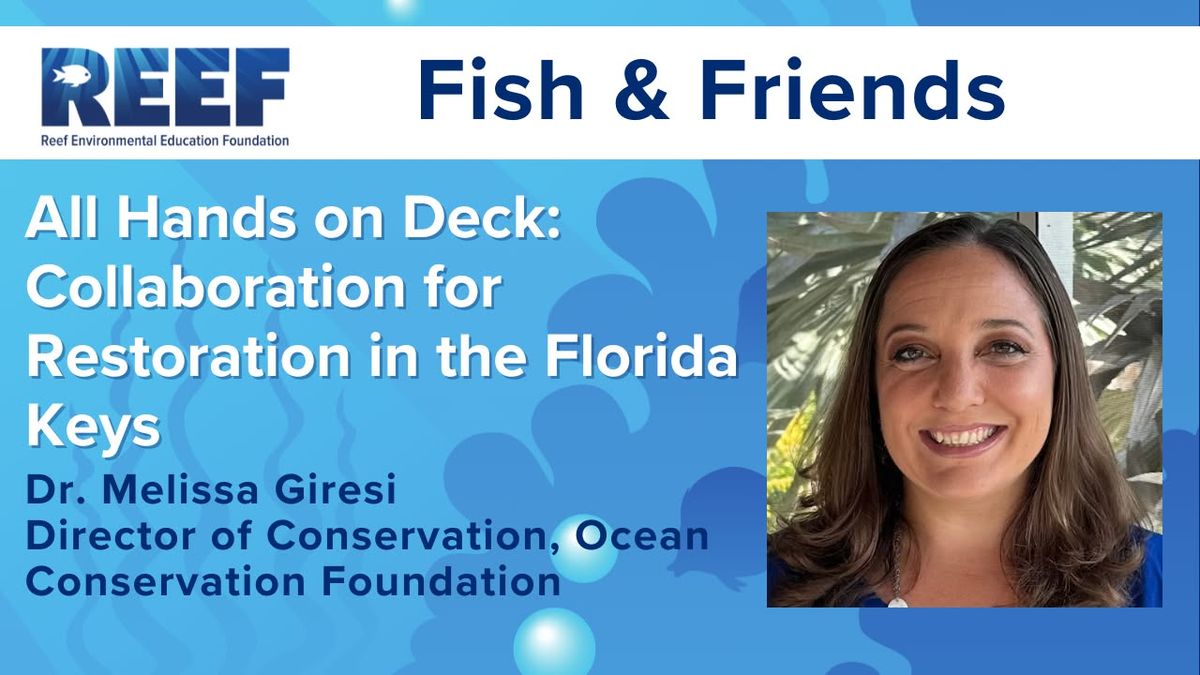  REEF Fish & Friends (Key Largo): All Hands on Deck: Collaboration for Restoration in the FL Keys