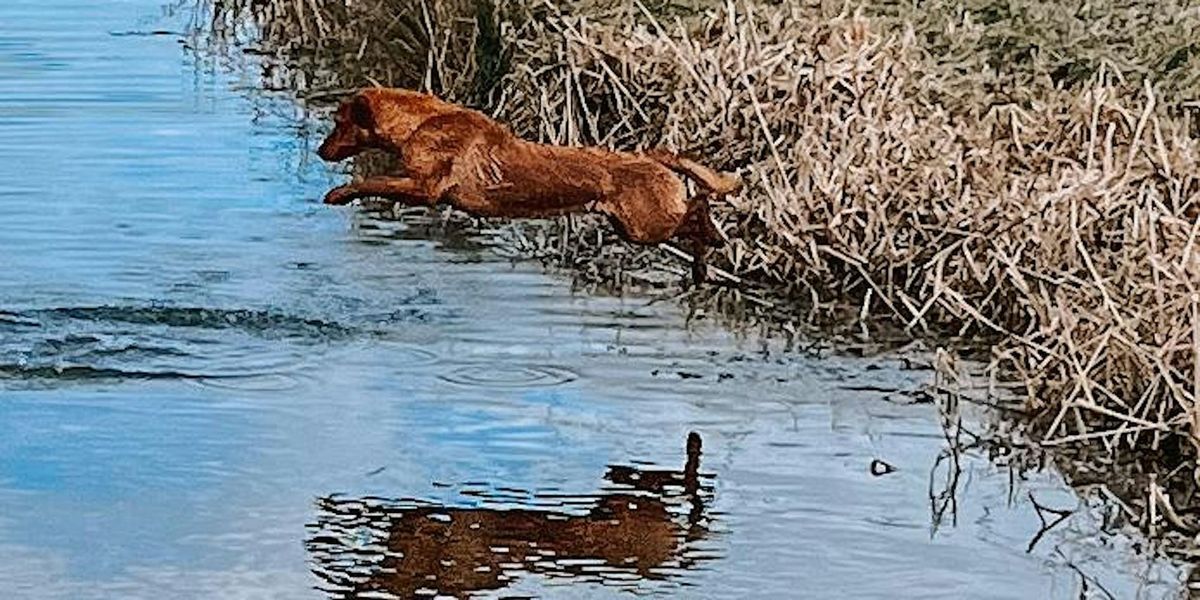 Blakemere Gundog Scurry - SOLD OUT