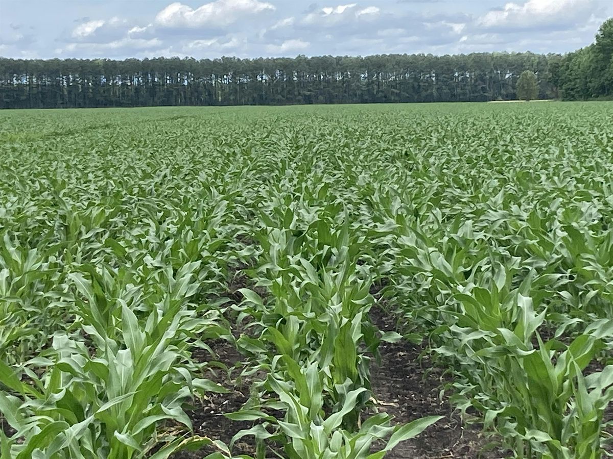 Corn Production Meeting