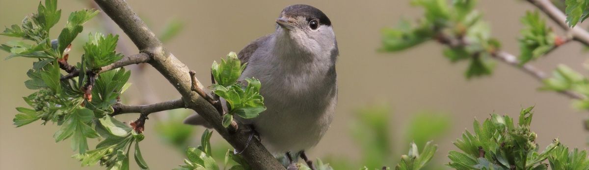 Bird Song I.D Workshop