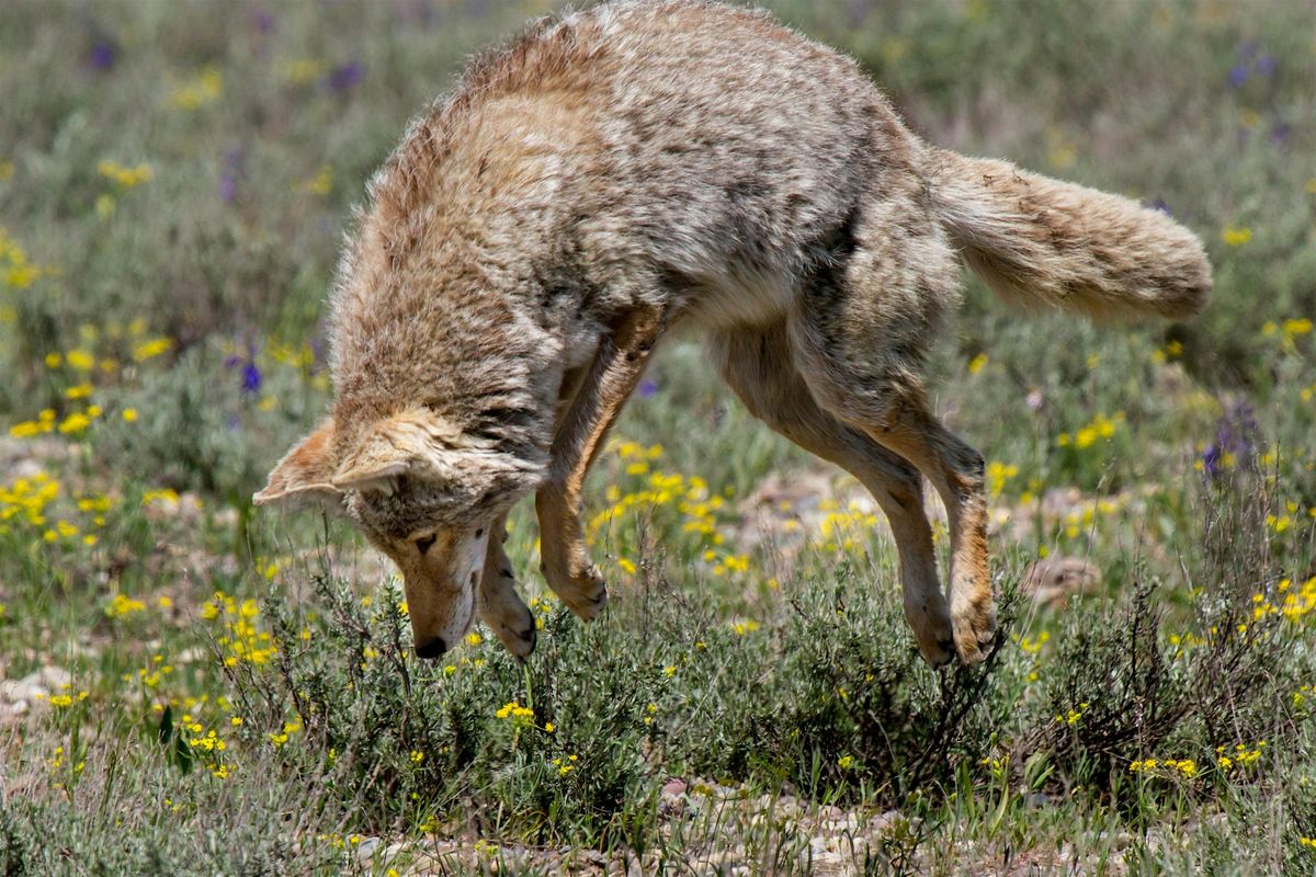 Coyotes of Atlanta