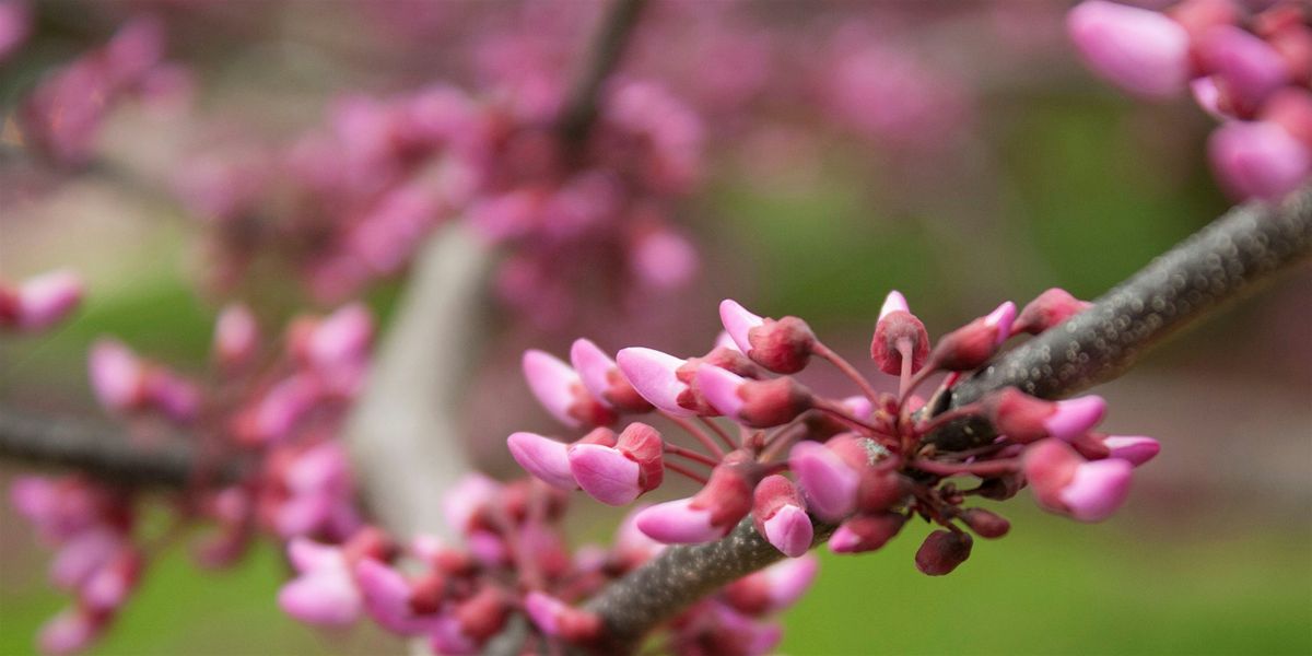 Trees in Bloom (Adults Only)