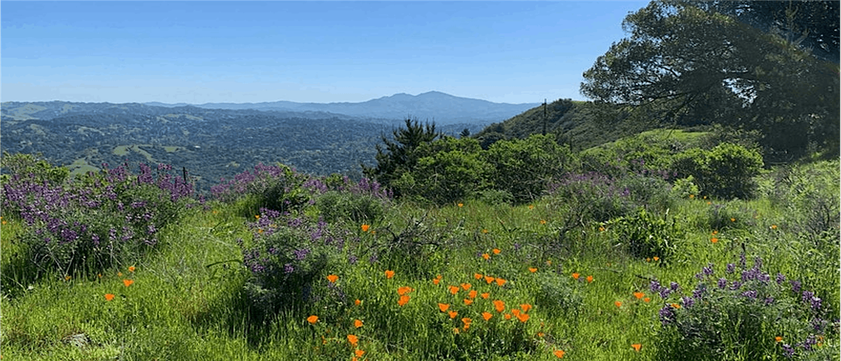 Tilden Wildflowers and Native Plants