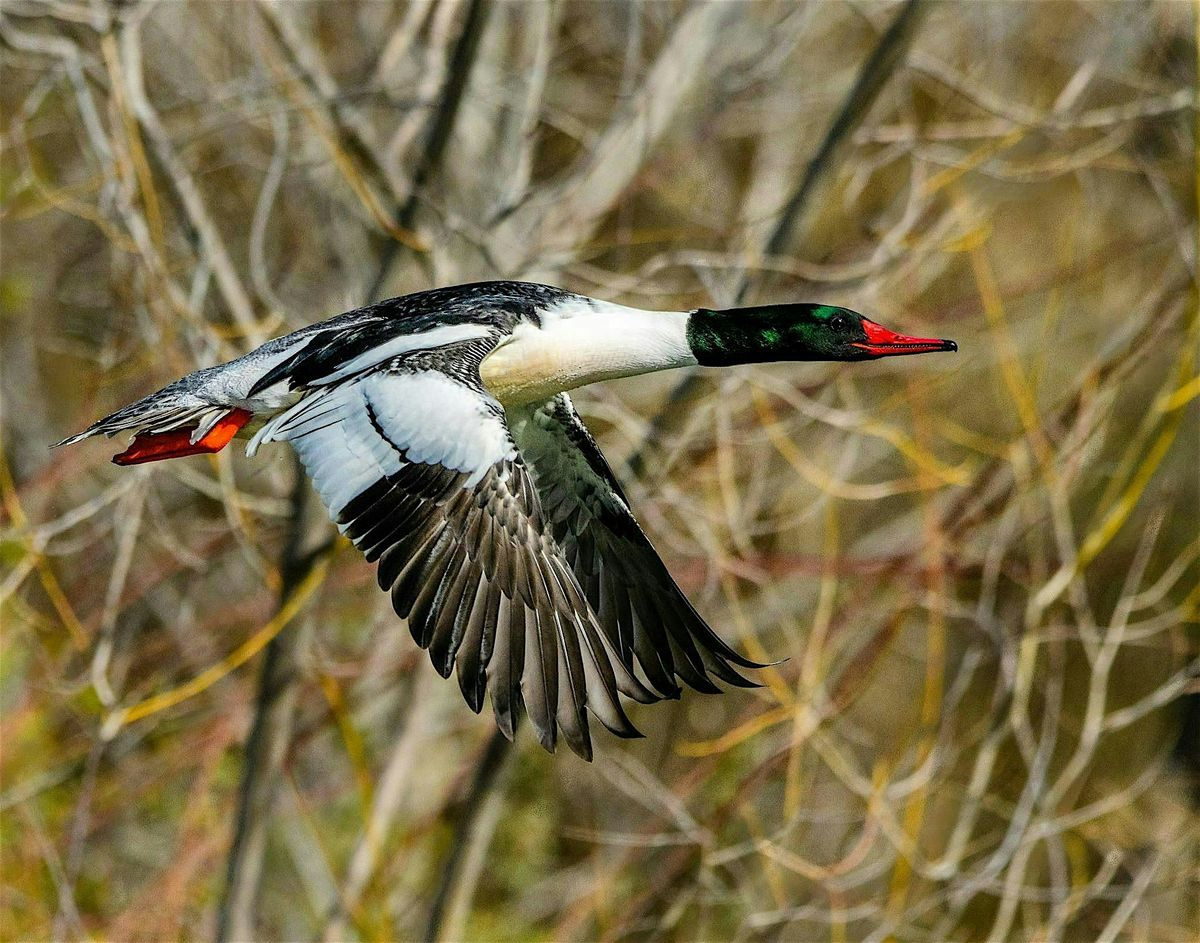 Wednesday Birders: Wilson Springs Ponds