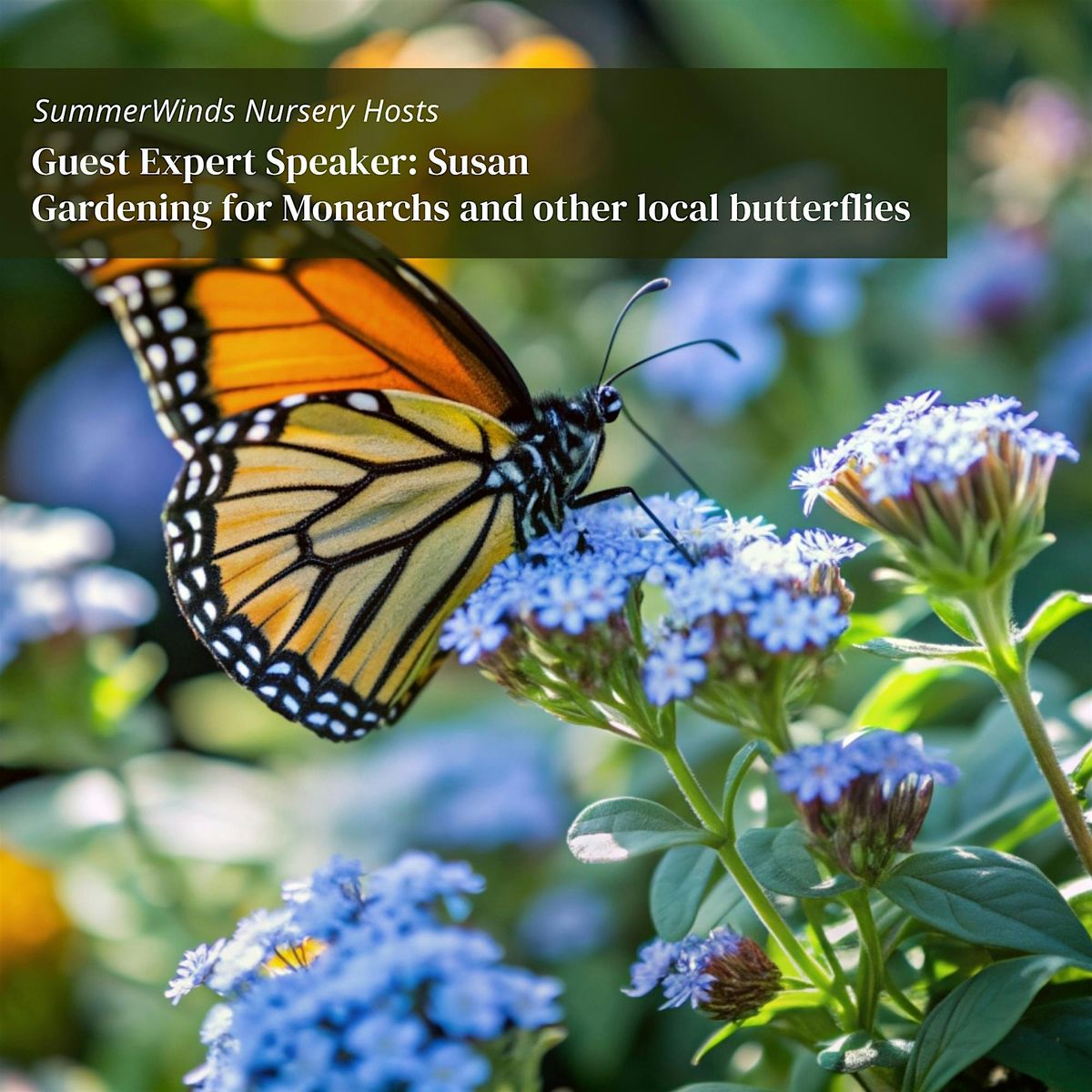 Gardening for Monarchs and other local butterflies - Cupertino