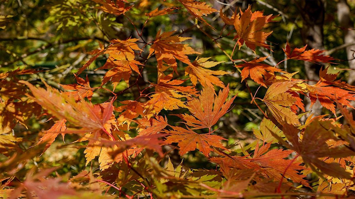 Arboretum Garden Tour: Fall Color