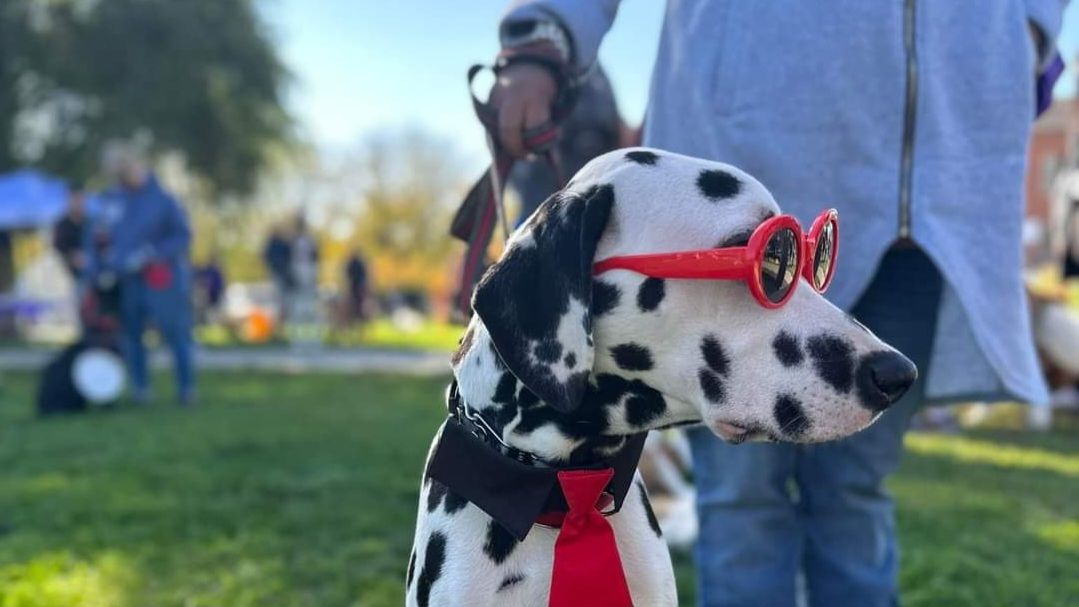 Bill's Barktoberfest 2024