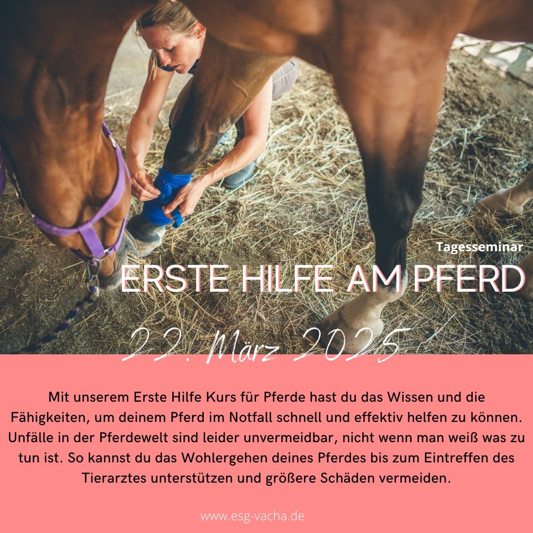 Erste Hilfe am Pferd