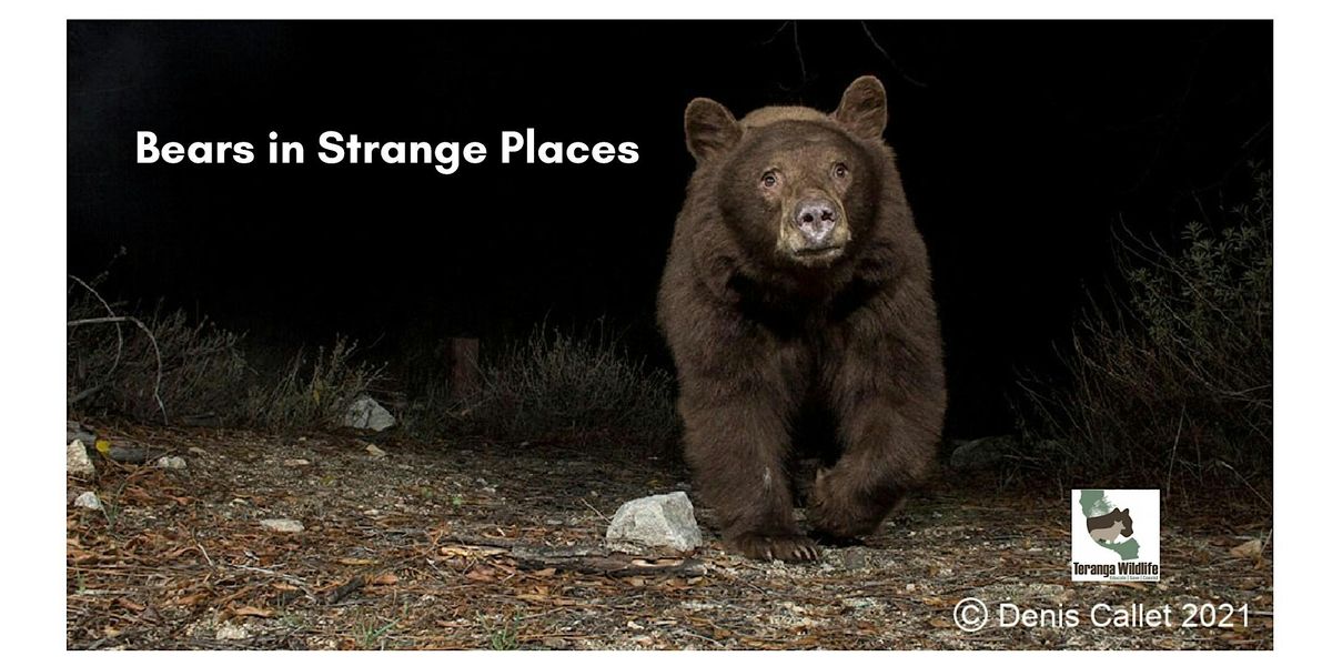 Bears in Strange Places: Online Wildlife Workshop