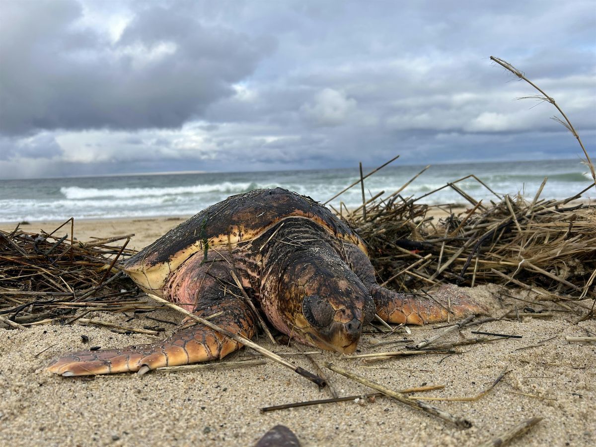 Rescuing Cold Stun Sea Turtles