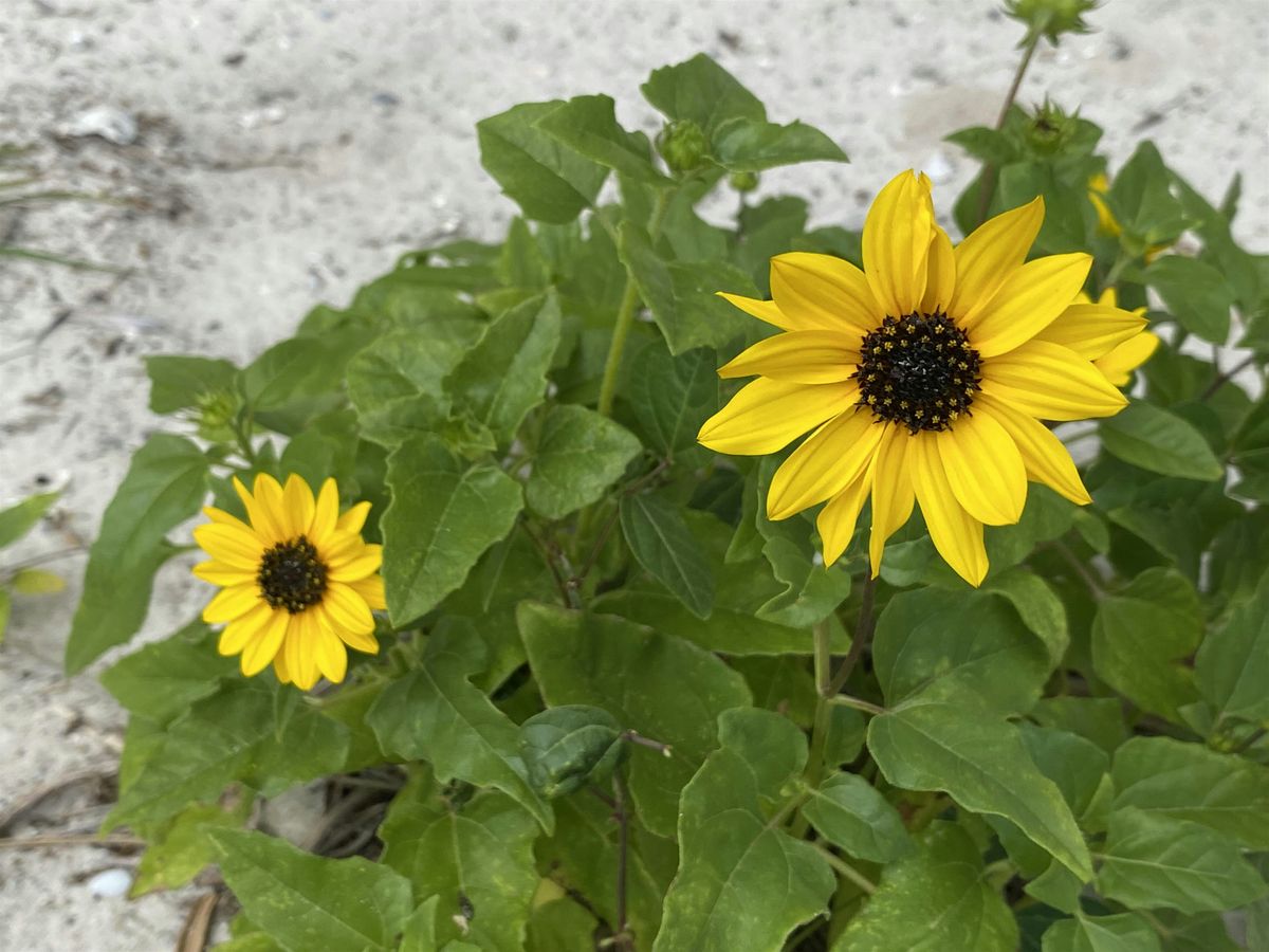 Perdido Key Garden Work Days Spring 2025