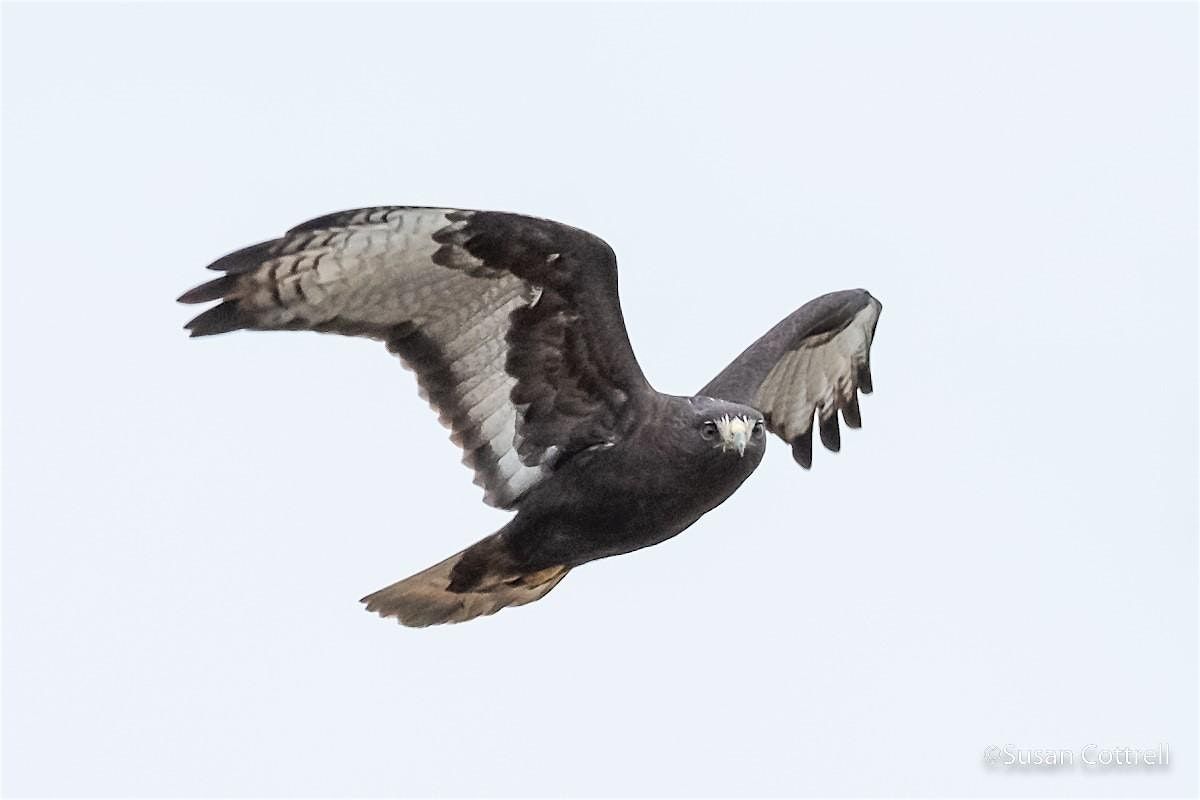 Field Trip - Hawks of the Skagit